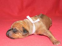 rhod�sk� ridgeback �t�n�