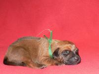 rhodesian ridgeback �t�n�