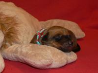 rhodesian ridgeback �t�n�